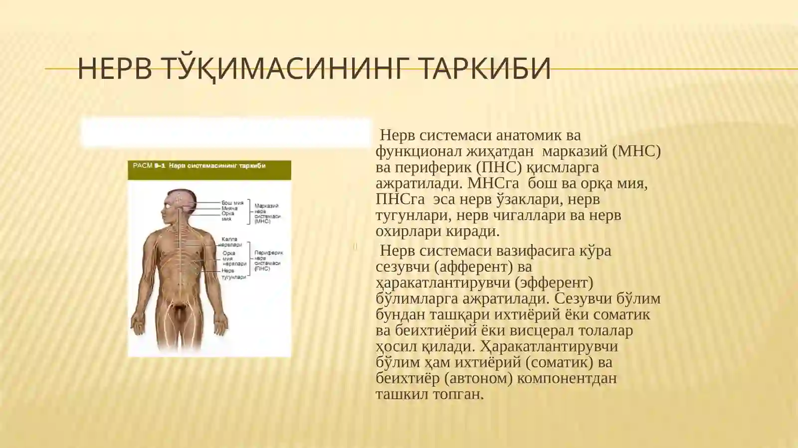 Нерв тўқимаси 3
