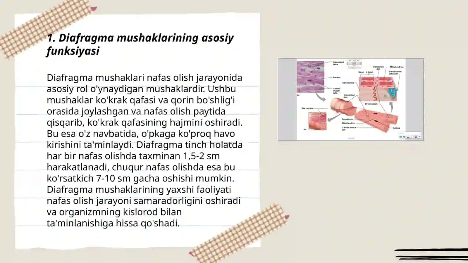 Diafragma mushaklari fiziologiyasi 3