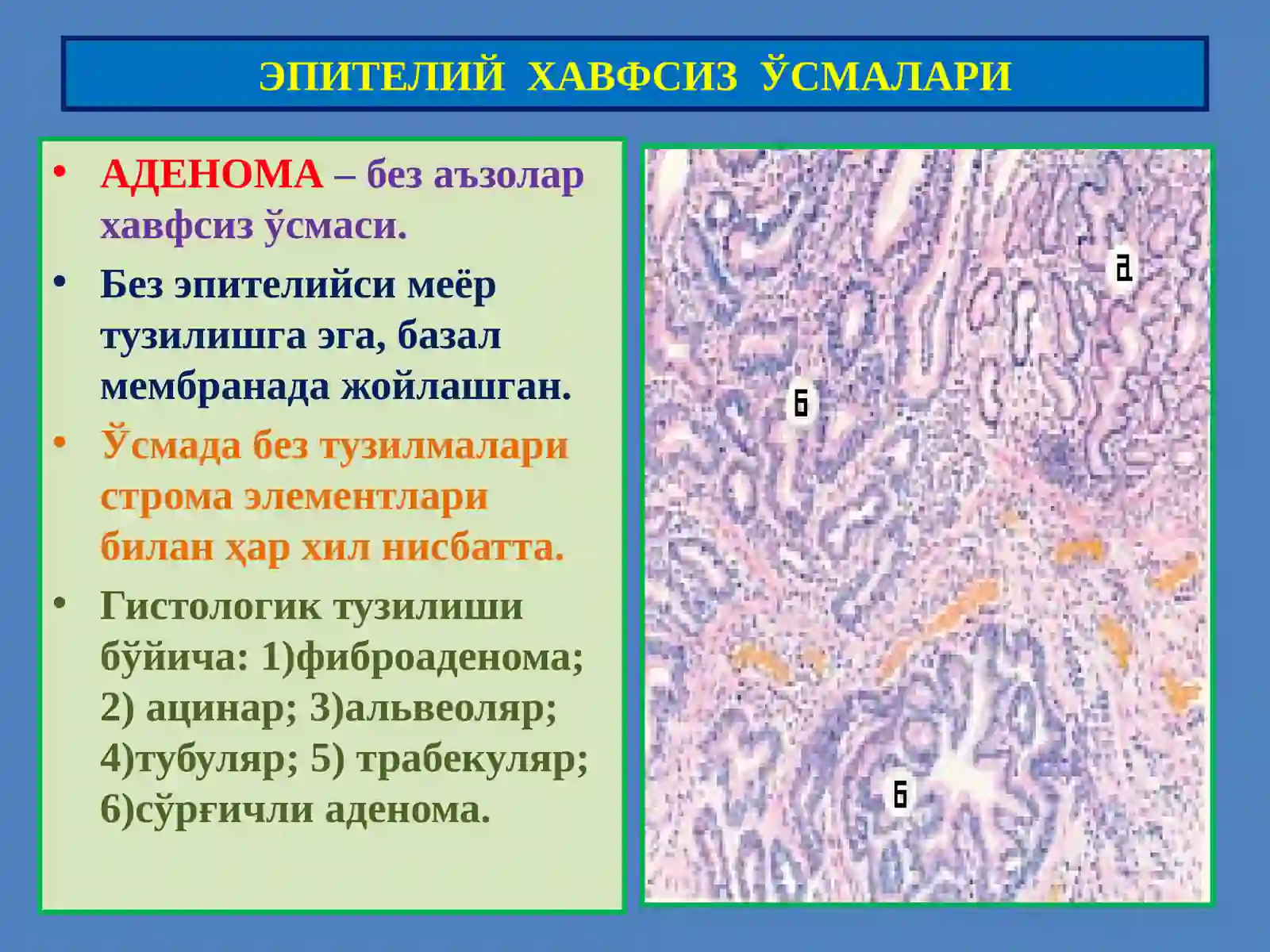 Ўсмалар.Мезенхималўсмалар 3