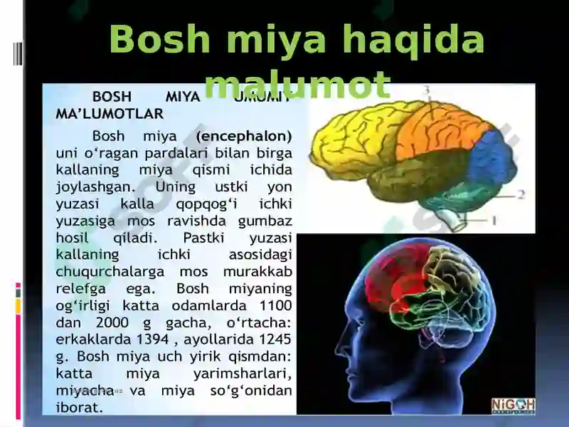 Nerv sistemasi, Bosh miya. 3