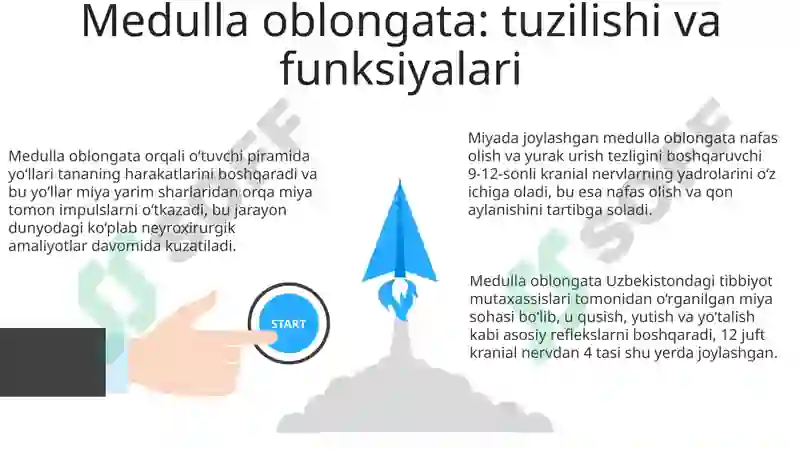 Medulla Oblongata 3