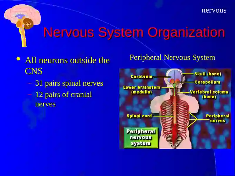 The Nervous System 3