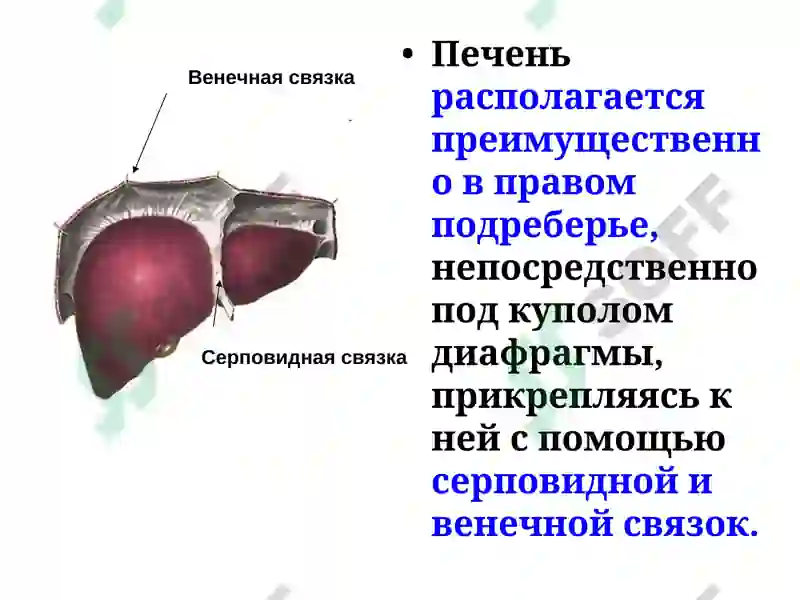 Строение и функции печени 3