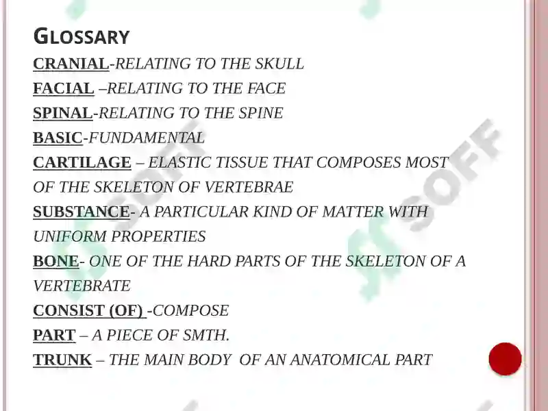 Skeletal system (anatomy) 3
