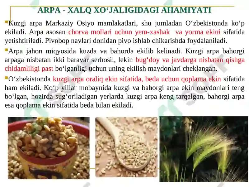 MAVZU.ARPA BIOLOGIYASI VA YETISHTIRISH TEXNOLOGIYASI 3