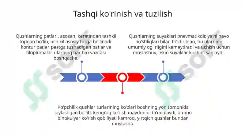 Qushlar 3