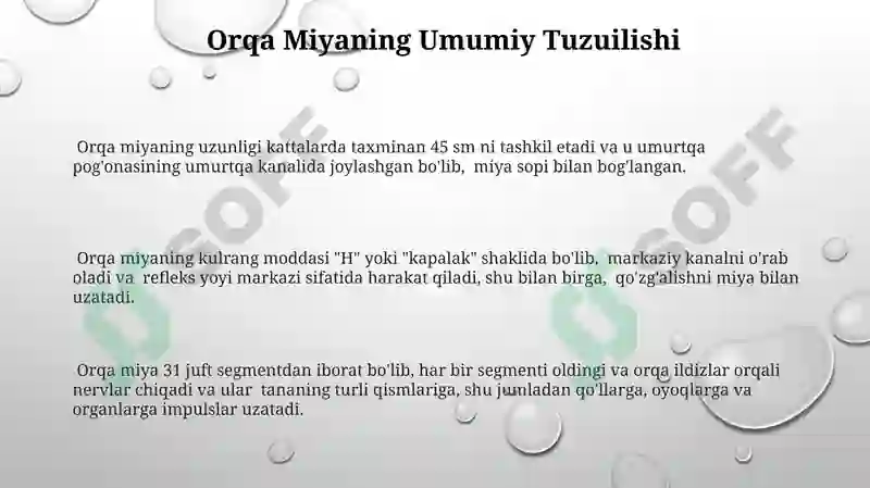 Orqa miya anatomiyasi 3