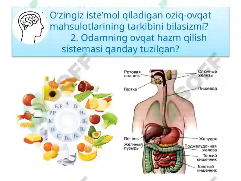 ODAMNING OVQAT HAZM QILISH SISTEMASI 3