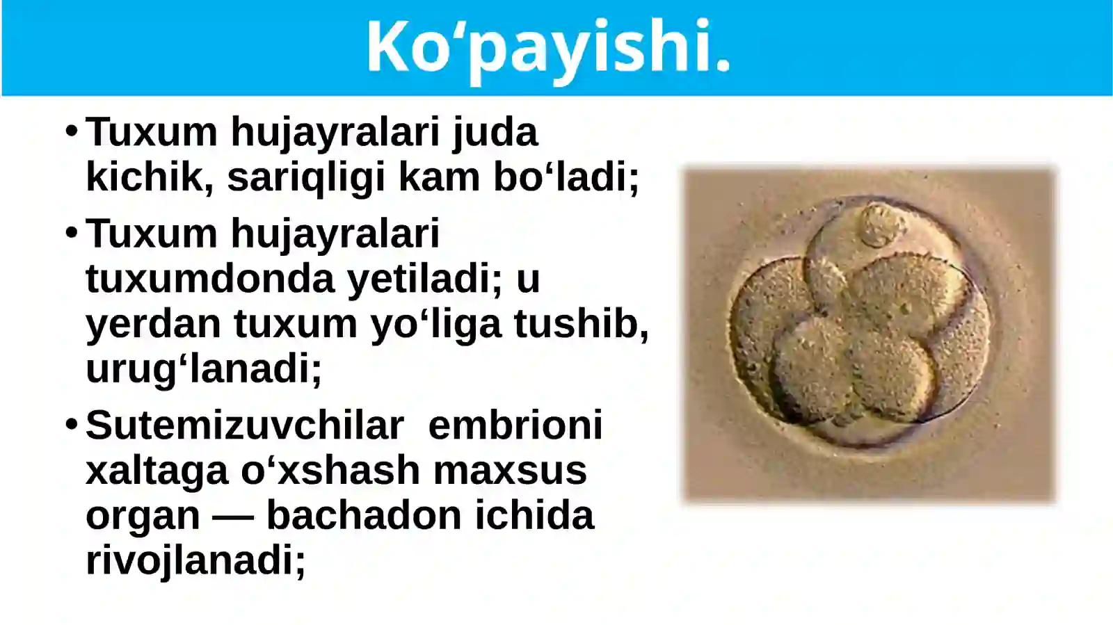 Sutemizuvchilarning ko‘payishi, rivojlanishi va kelib chiqishi 3