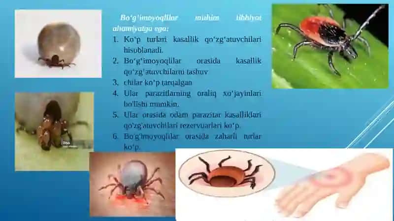 Tibbiyotda ahamiyatga ega bo’lgan o‘rgimchaksimonlar: qishloq KANASI , QICHIMA KANA , IT VA TAYGA KANALARI 3