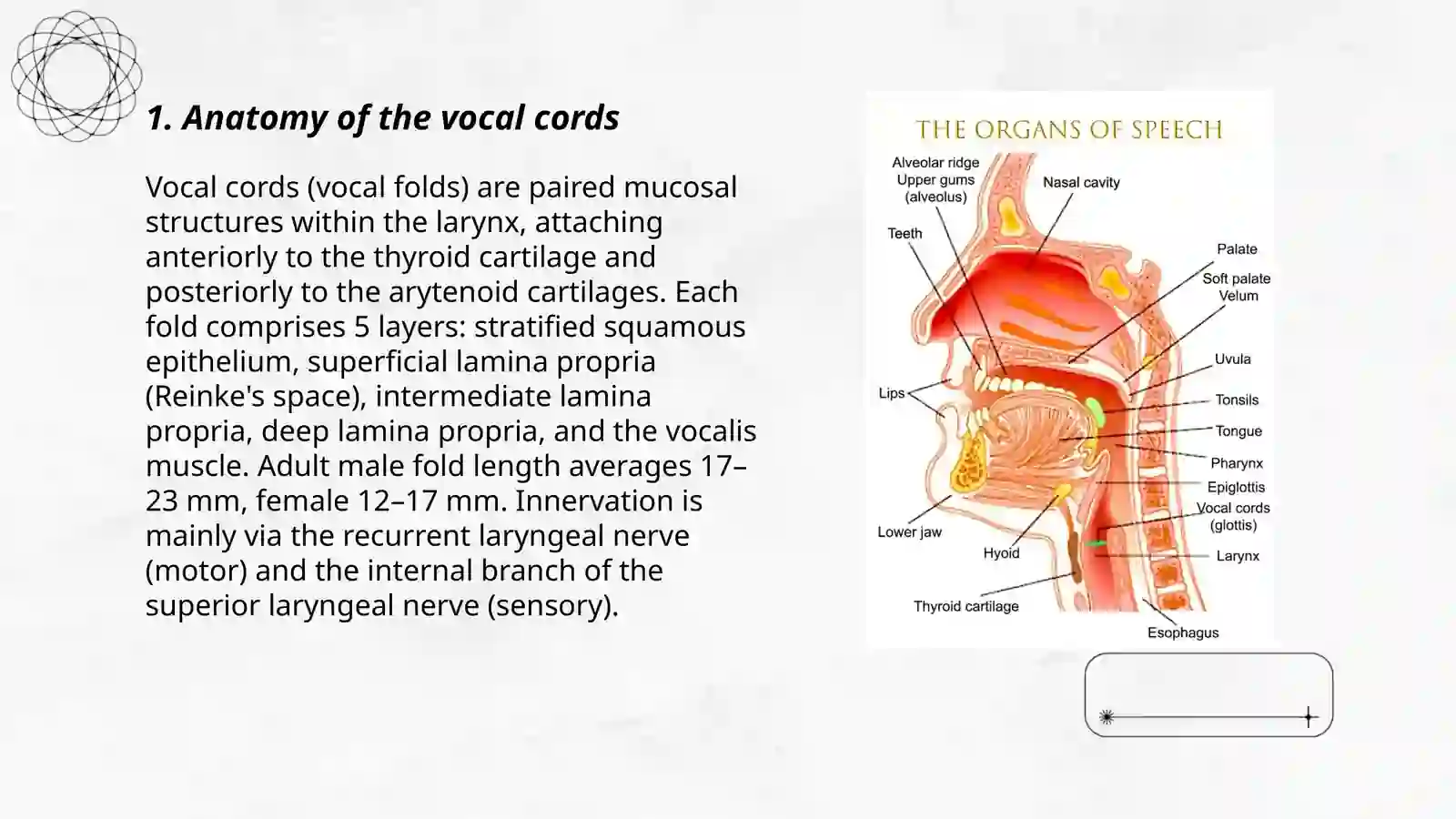 About Vocal Cords 3