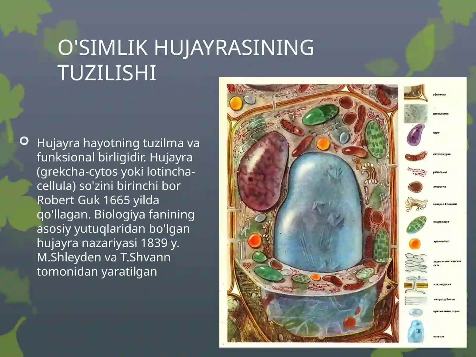 Ōsimlik hujayrasining tuzilishi 3