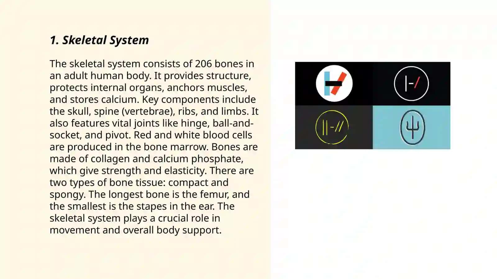 Skeletal System 3