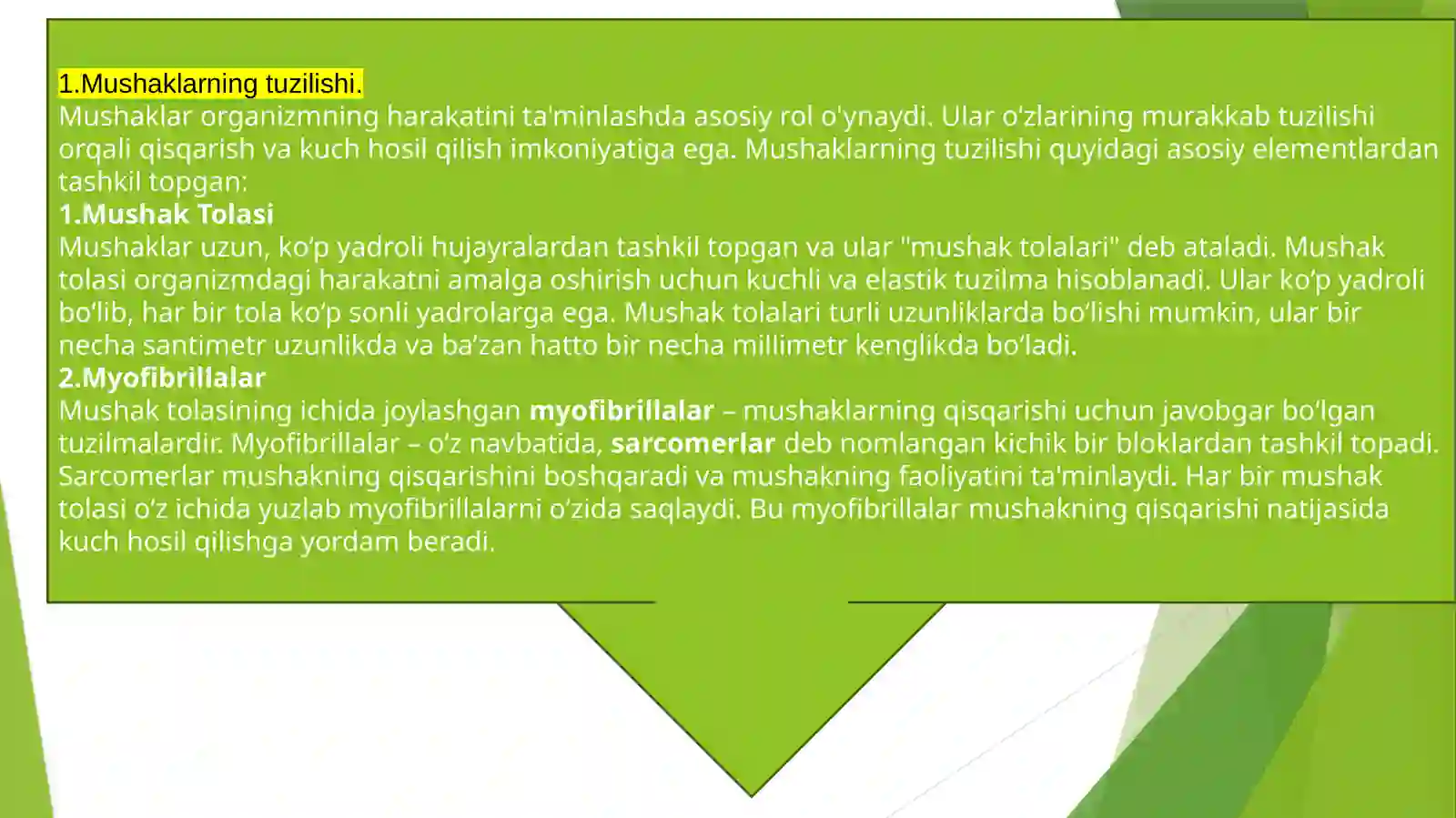 Mushaklar 3