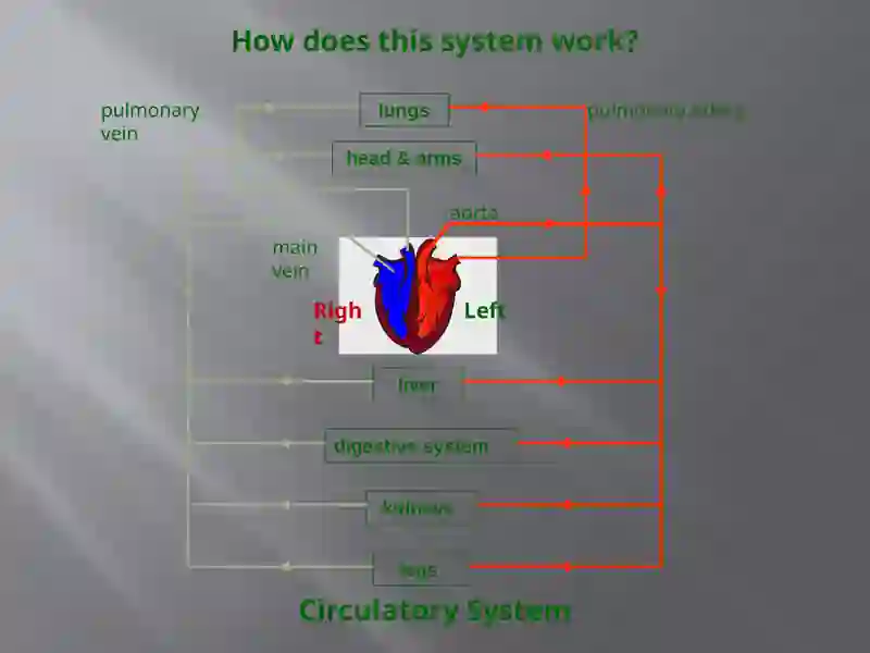 Circulatory System 3