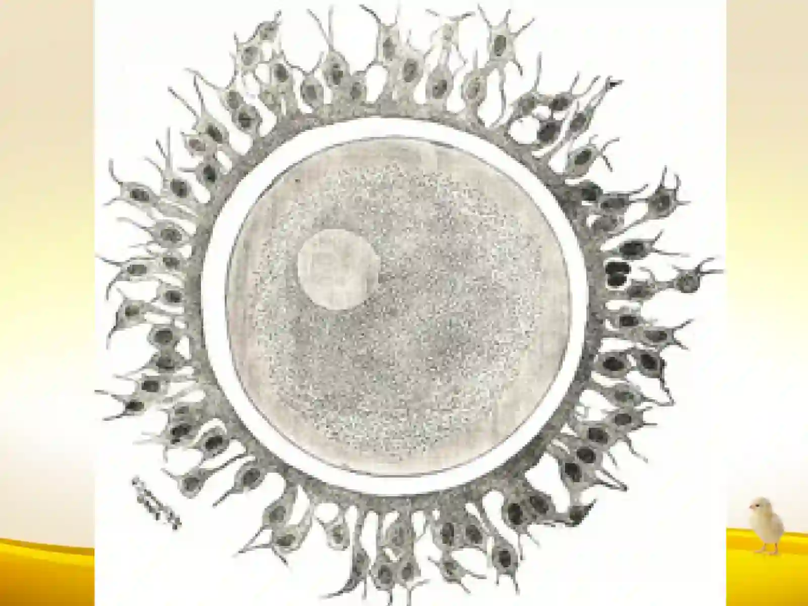 Biogenetik qonun 3