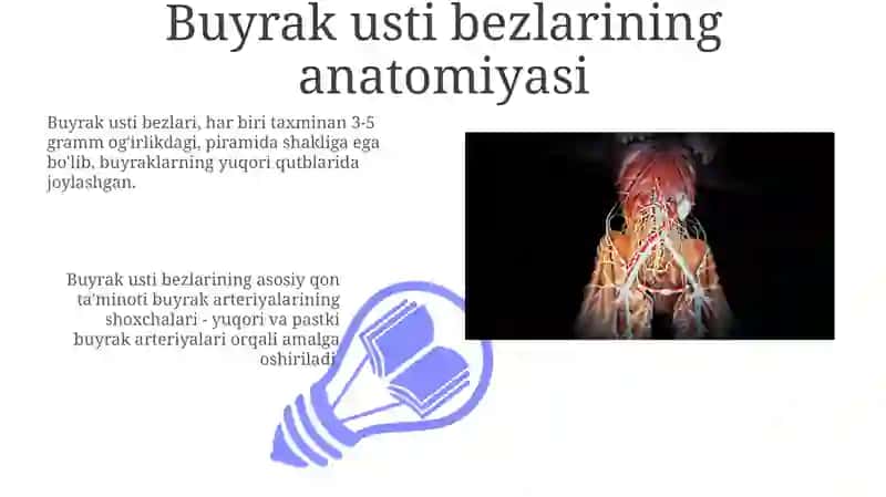 Buyrak usti bezlarining anatomiyasi va topografiyasi 3