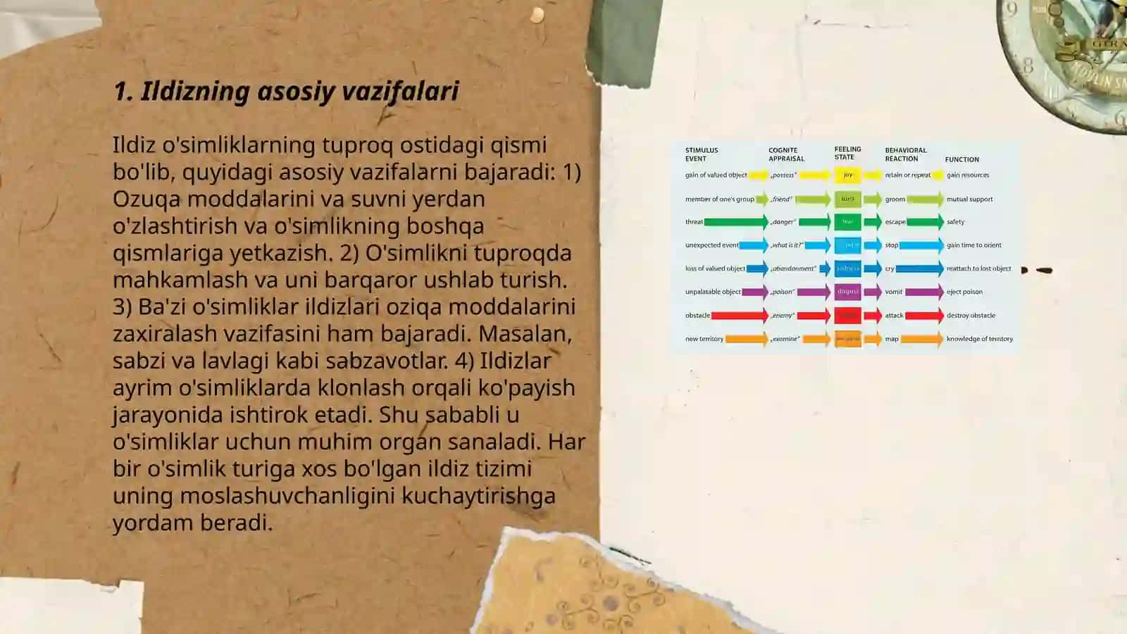 Ildiz va uning vazifasi, ildizning turlari, birlamchi va ikkilamchi anatomik tuzilishi 3