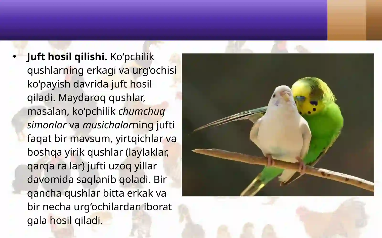 7-sinf Zoologiya 'Qushlarning ko'payishi, rivojlanishi va kelib chiqishi' ko'rgazma 3