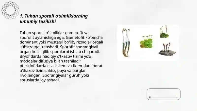 Tuban sporali o‘simliklaming tuzilishi, ko‘payishi va ahamiyati 3