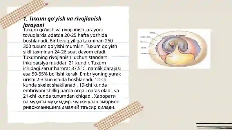 Reptiliyalalarning individual rivojlanish xususiyatlari 3