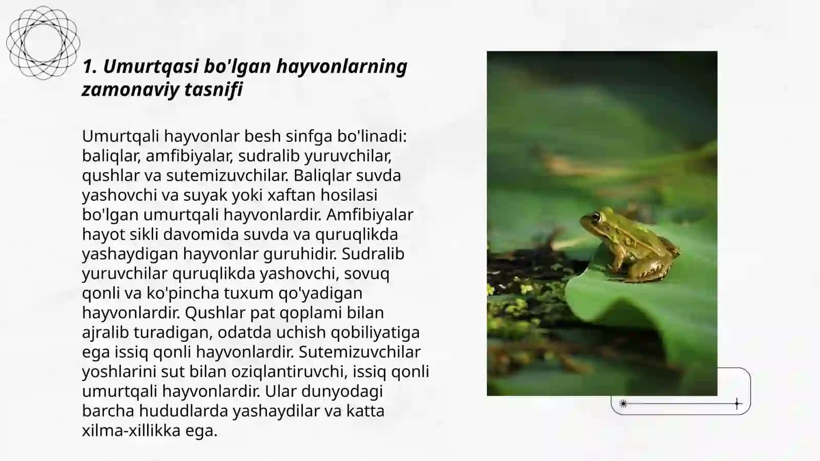 Umurtqalilar kenjatipining zamonaviy tasnifi, kelibchiqishi va evolyutsiyasi 3
