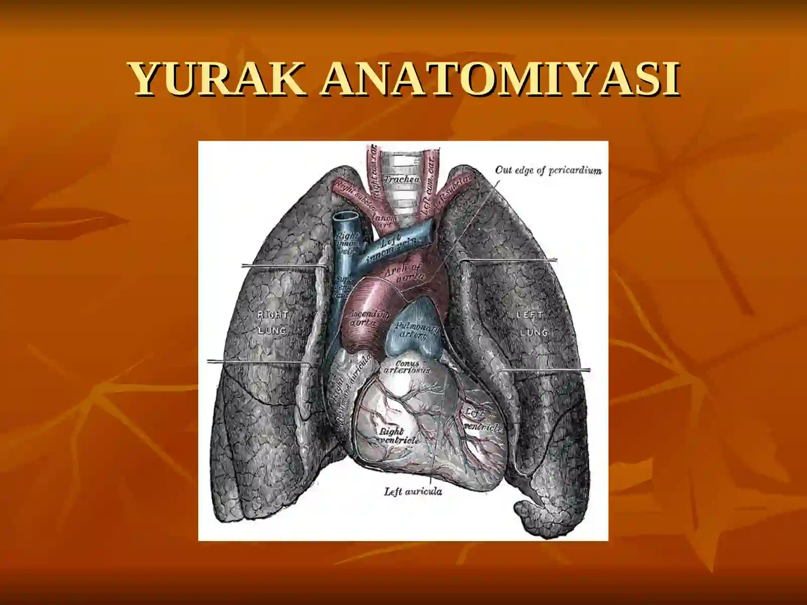 YURAK ANATOMIYASI 3