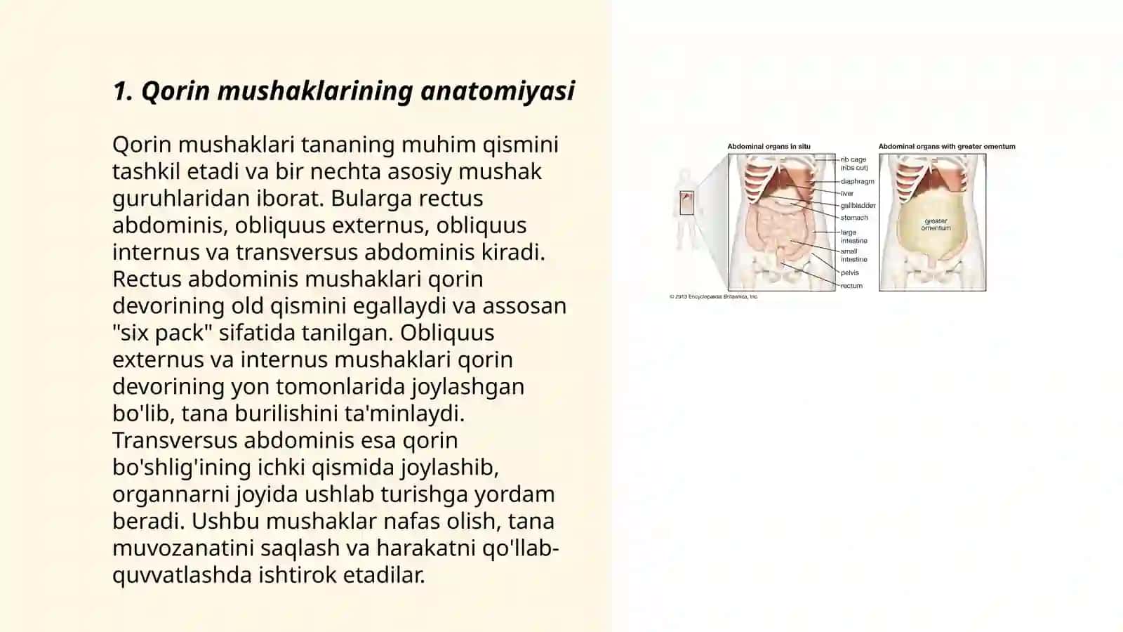 Qorin mushaklari: Qorinning oq chizigʻi 3