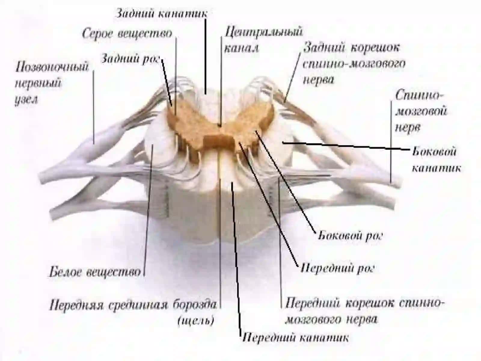 Асабсистемасинингклиниканатомияси. Орқамия,мияасоси 3
