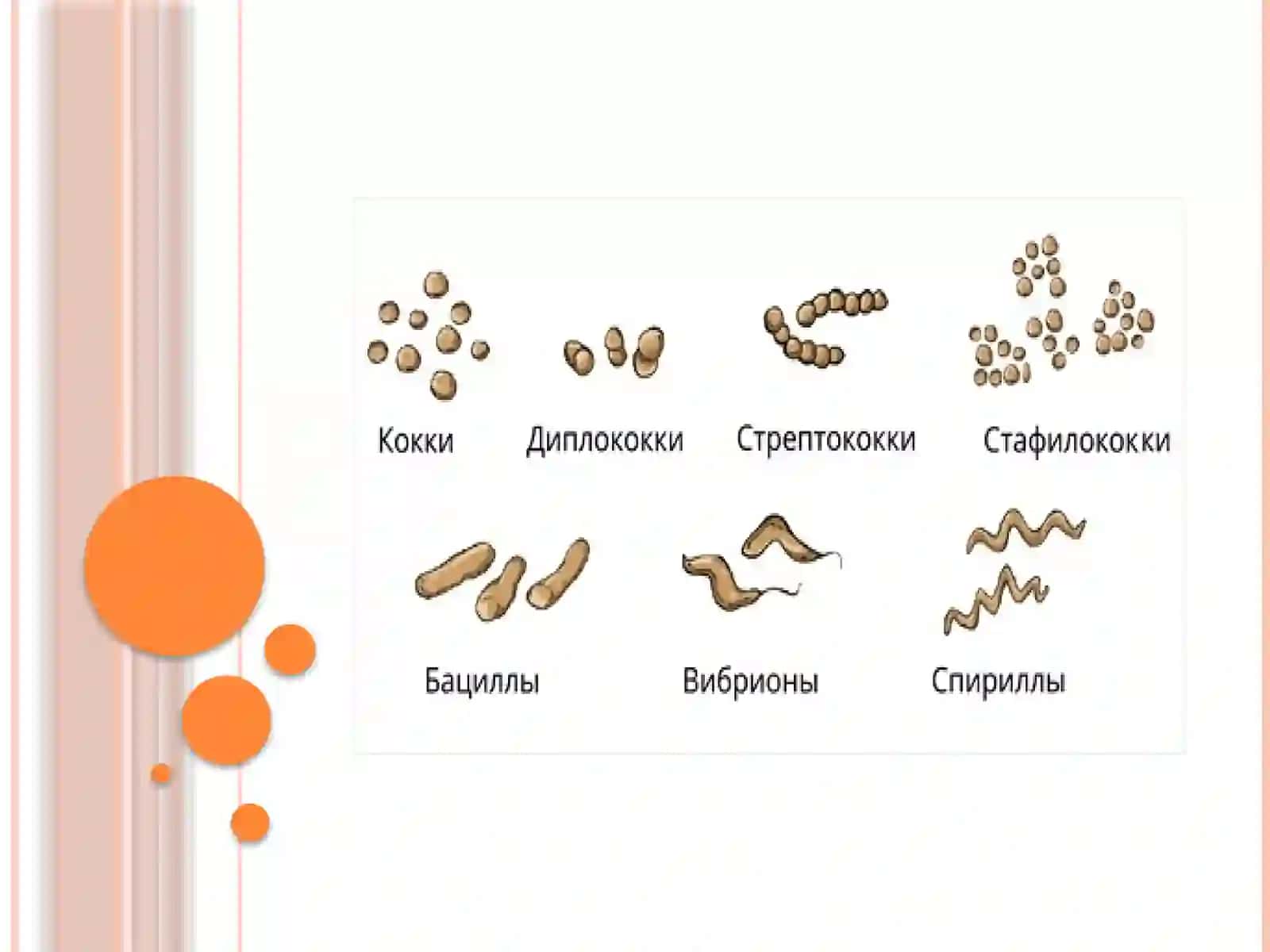 Shartli patogen anaerob kokklarni xirurgik va ginekologik kasalliklarda 3