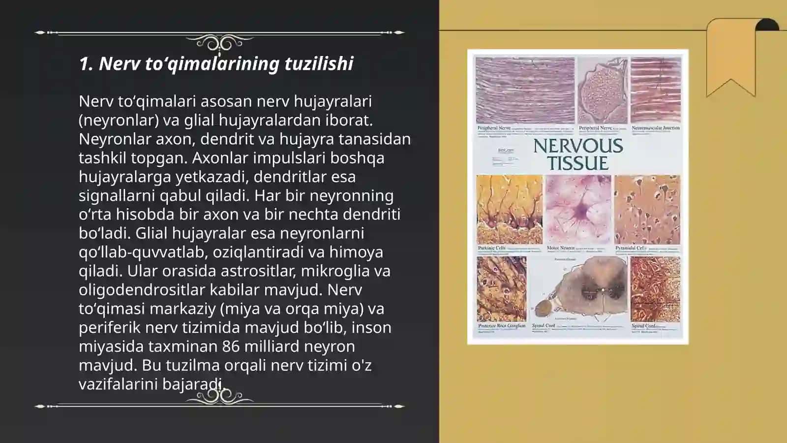Nerv toʻqimalari 3