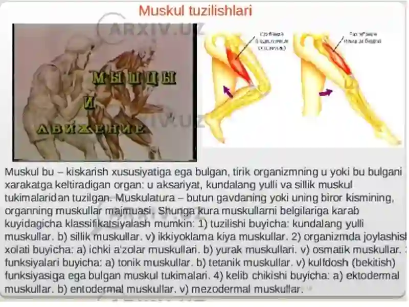 Muskul tuzilishlari 3