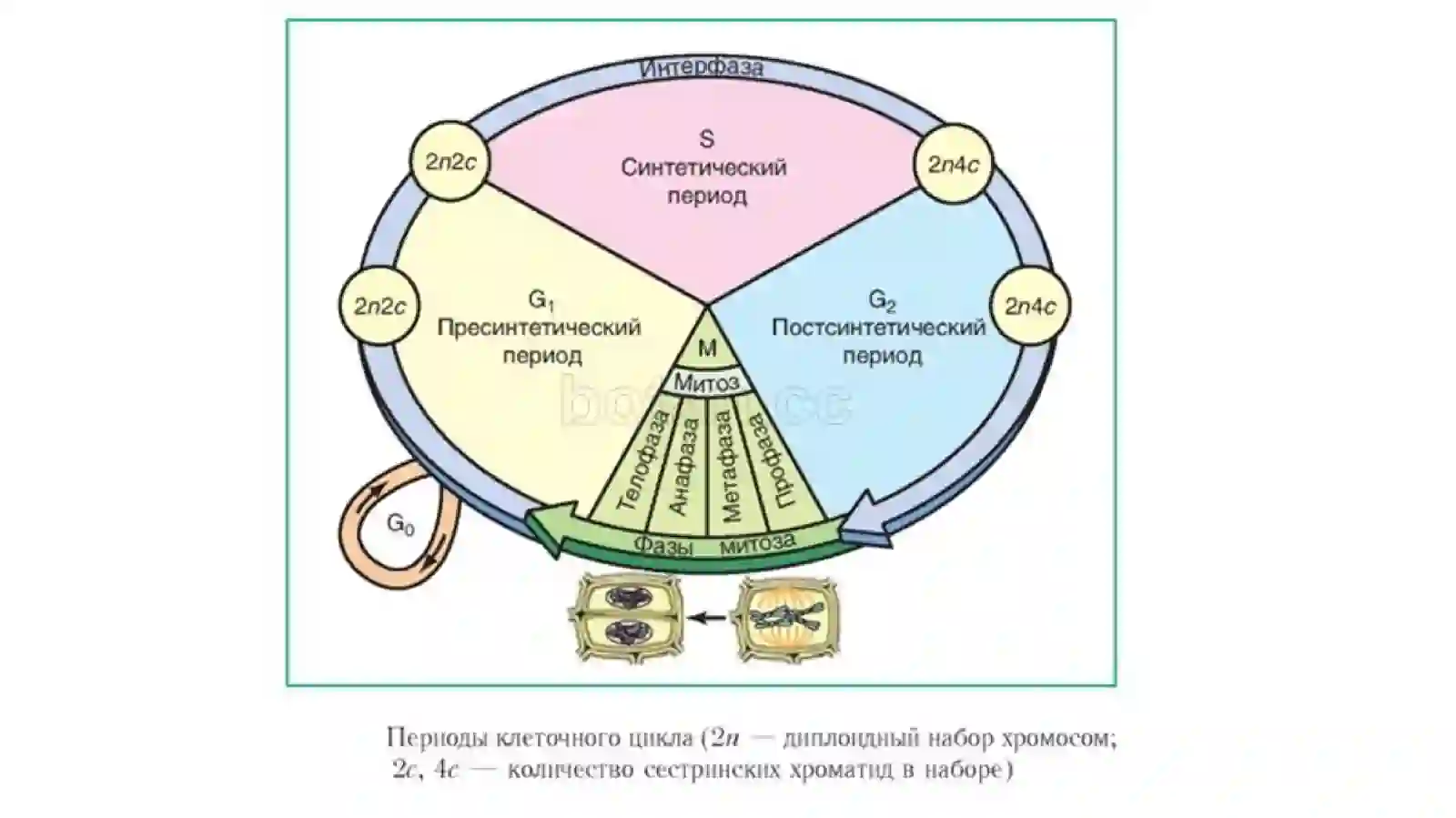 Клеточный цикл 3