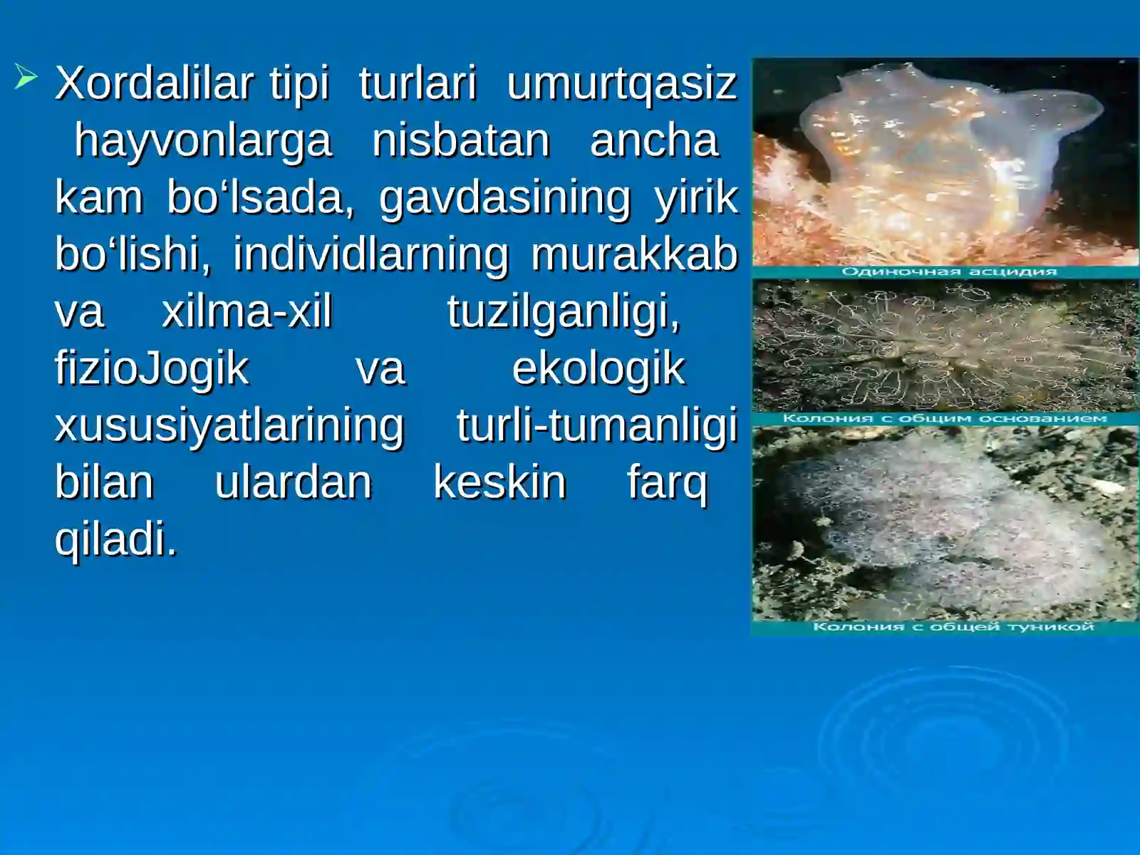 Xordalilar tipi 3