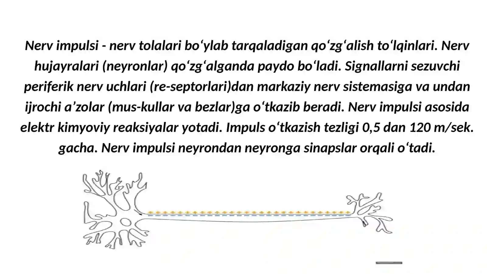 Nerv impulslarining hosil bo'lishi 3