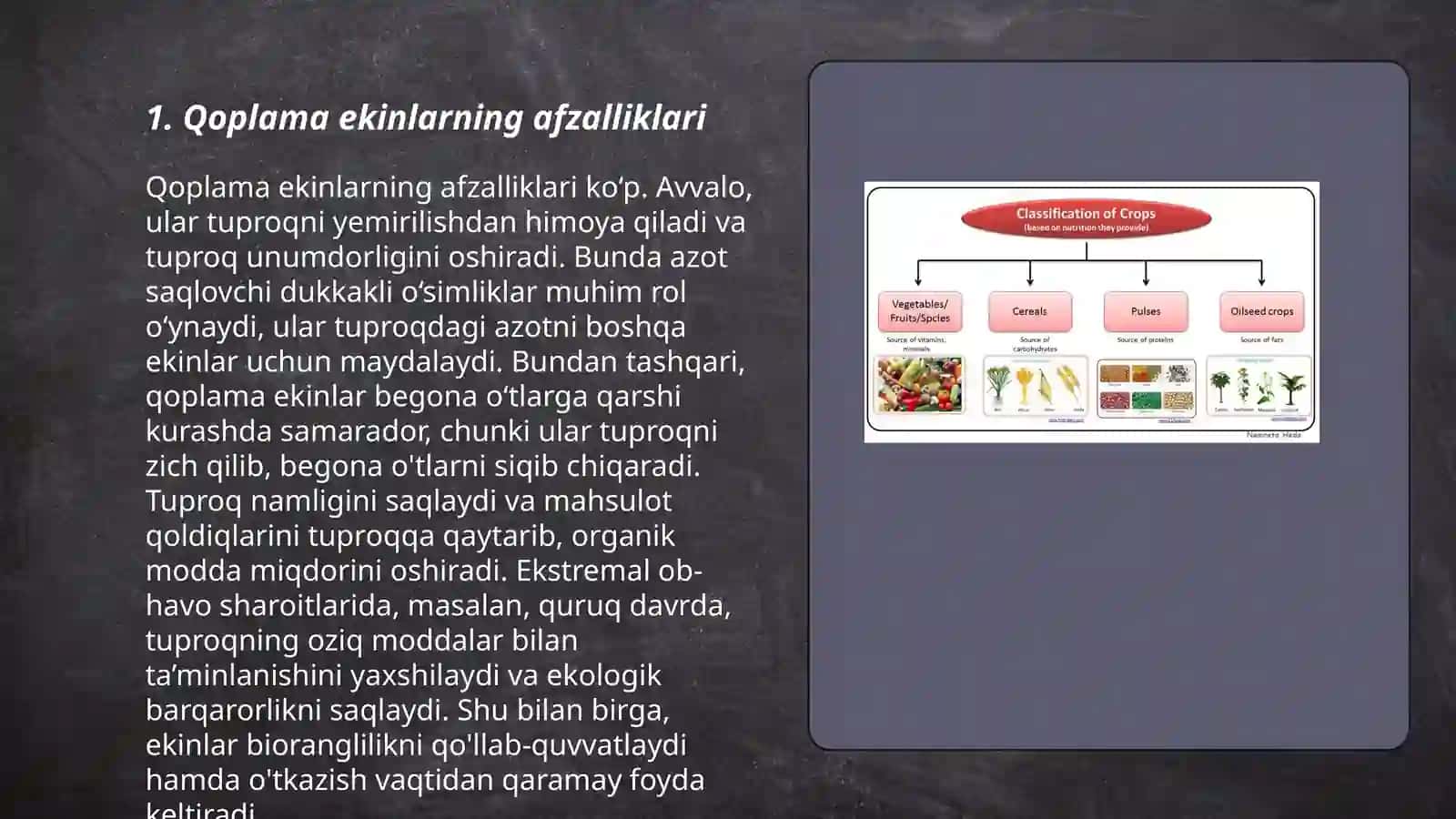 Organik dehqonchikda qoplama ekinlar yetishtirish 3