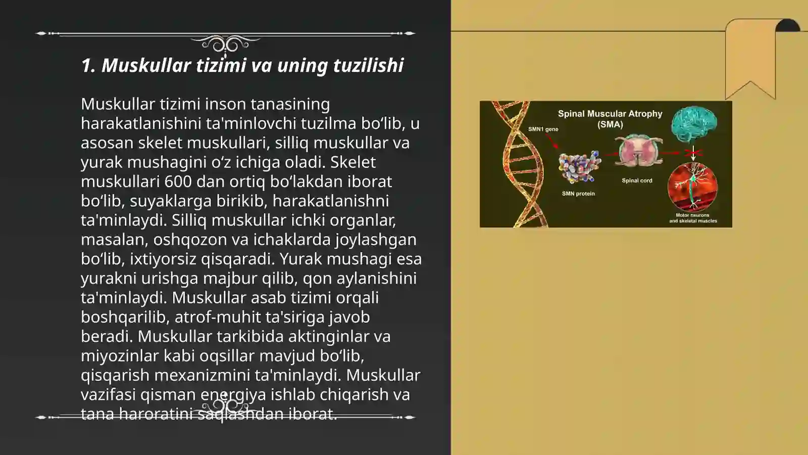 Muskul qisqarish apparat oqsillari 3