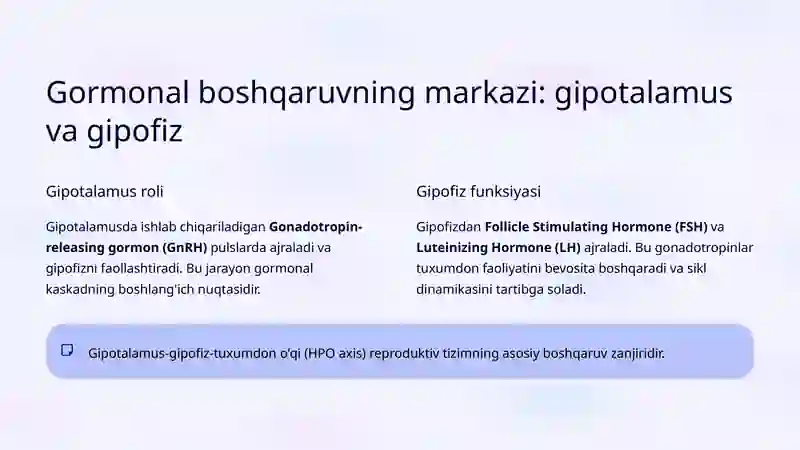 Menstrual sikl 3
