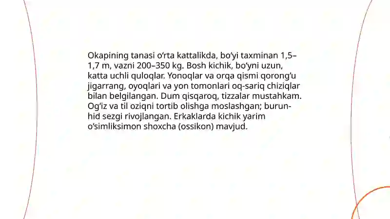 Okapi hayvoni 4