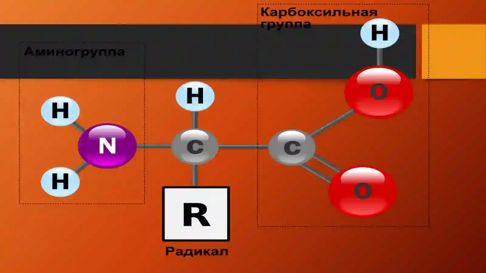 Aminokislotalar 4