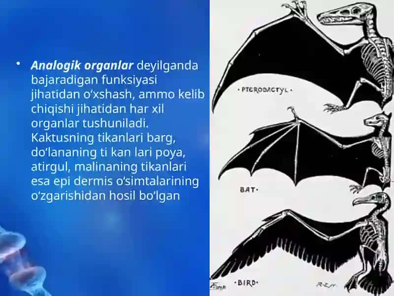 Evolutsiyani isbotlashda solishtirma anatomiya, paleontologiya fanlari dalillari 4