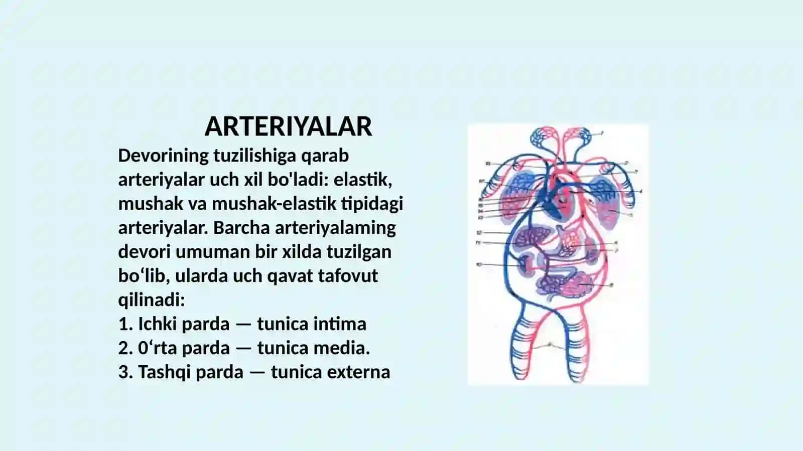 Yurakning rivojlanish nuqsonlari 4
