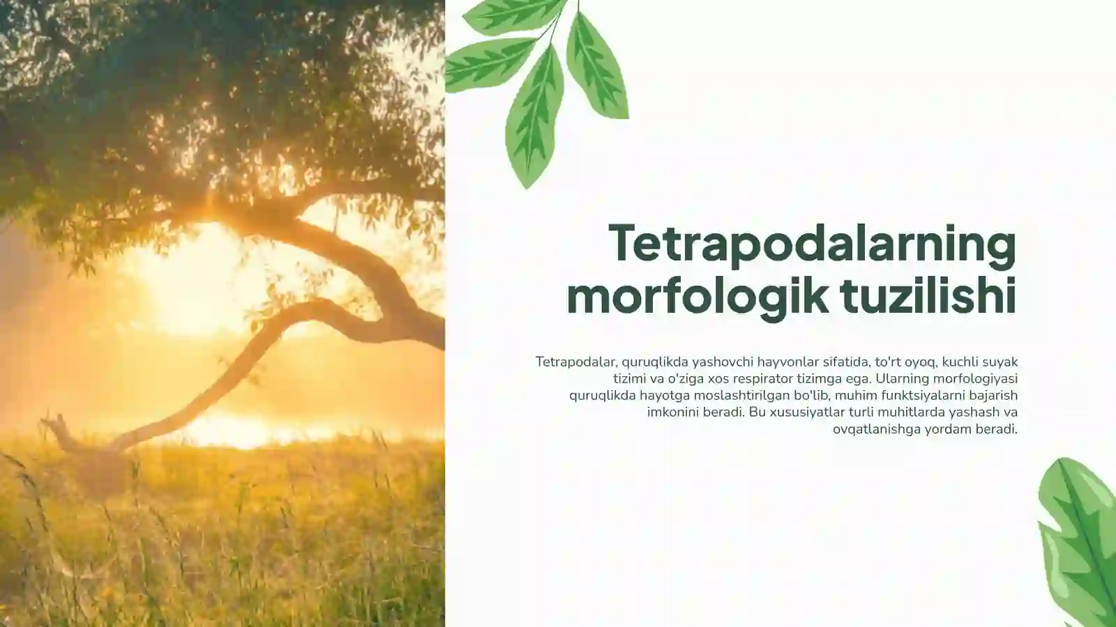 Tetrapoda Katta Sinfiga Mansub Hayvonlarning Quruqlikda Yashashini Taminlovchi Morfofiziologik Belgi va Xususiyatlar 4