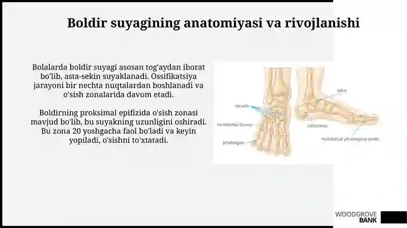Boldir va oyoq panjasi suyaklari 4