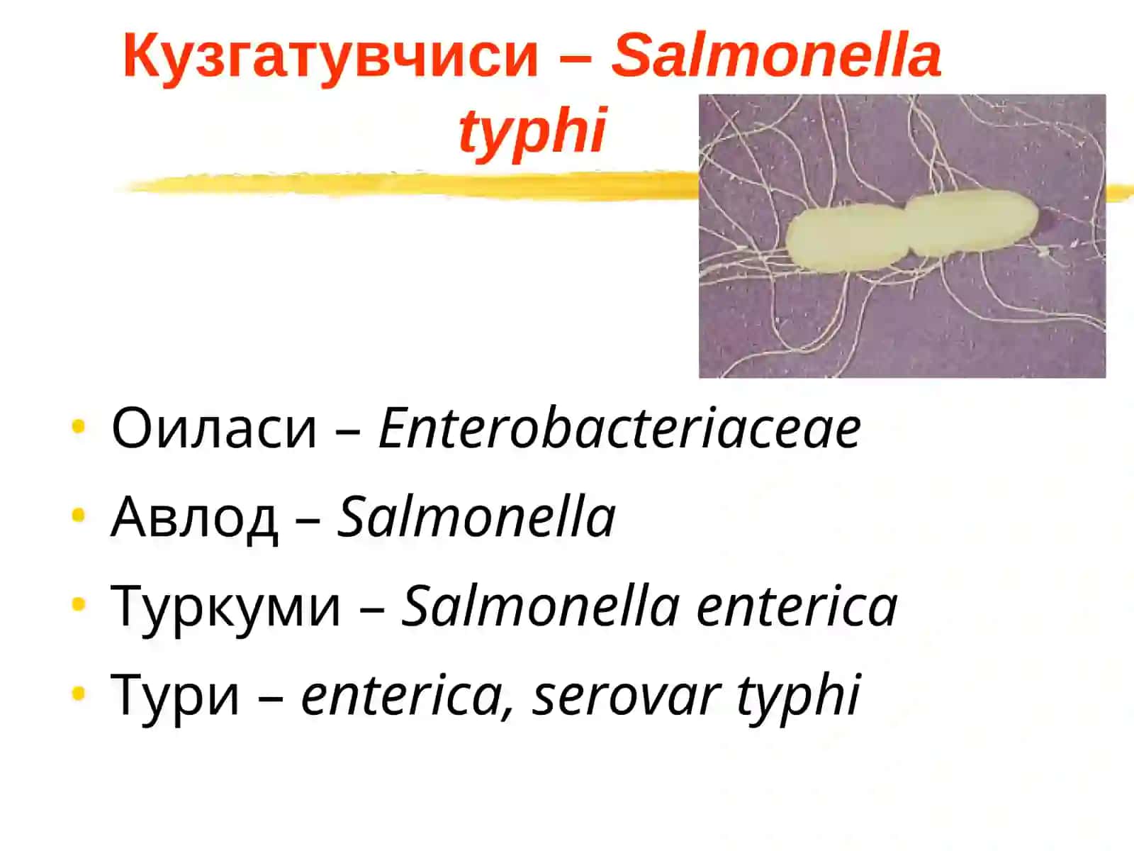 Ич терлама – қорин тифи (typhus abdominalis) 4