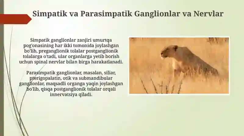 Vegetativ nerv tizimi simpatik va parasimpatik qismining kilinik anatomiyasi 4
