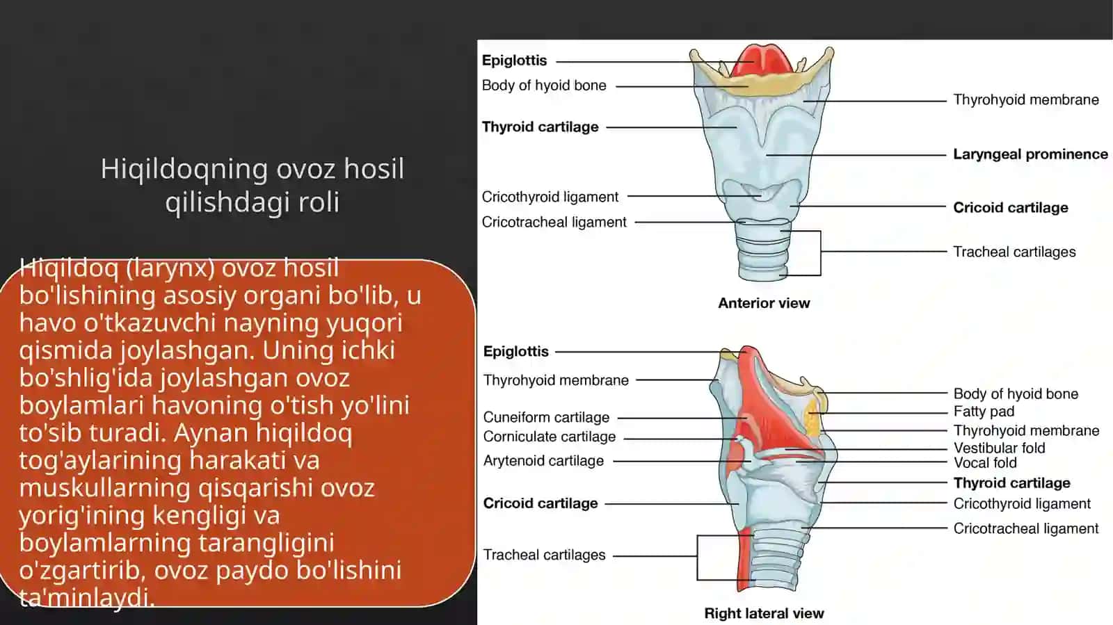 OdamanatomiyasiMustaqilish 4