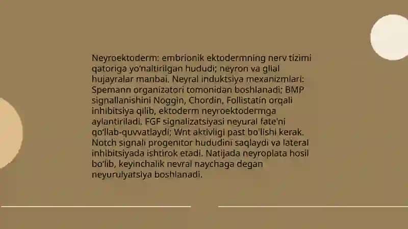 Neyrulyatsiya va neyral plastinka hosil bo‘lishi 4