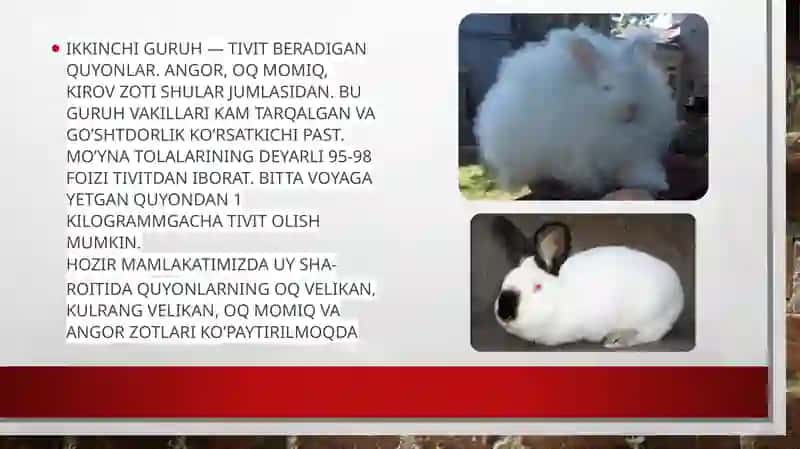 Quyonchilik biznesi 4