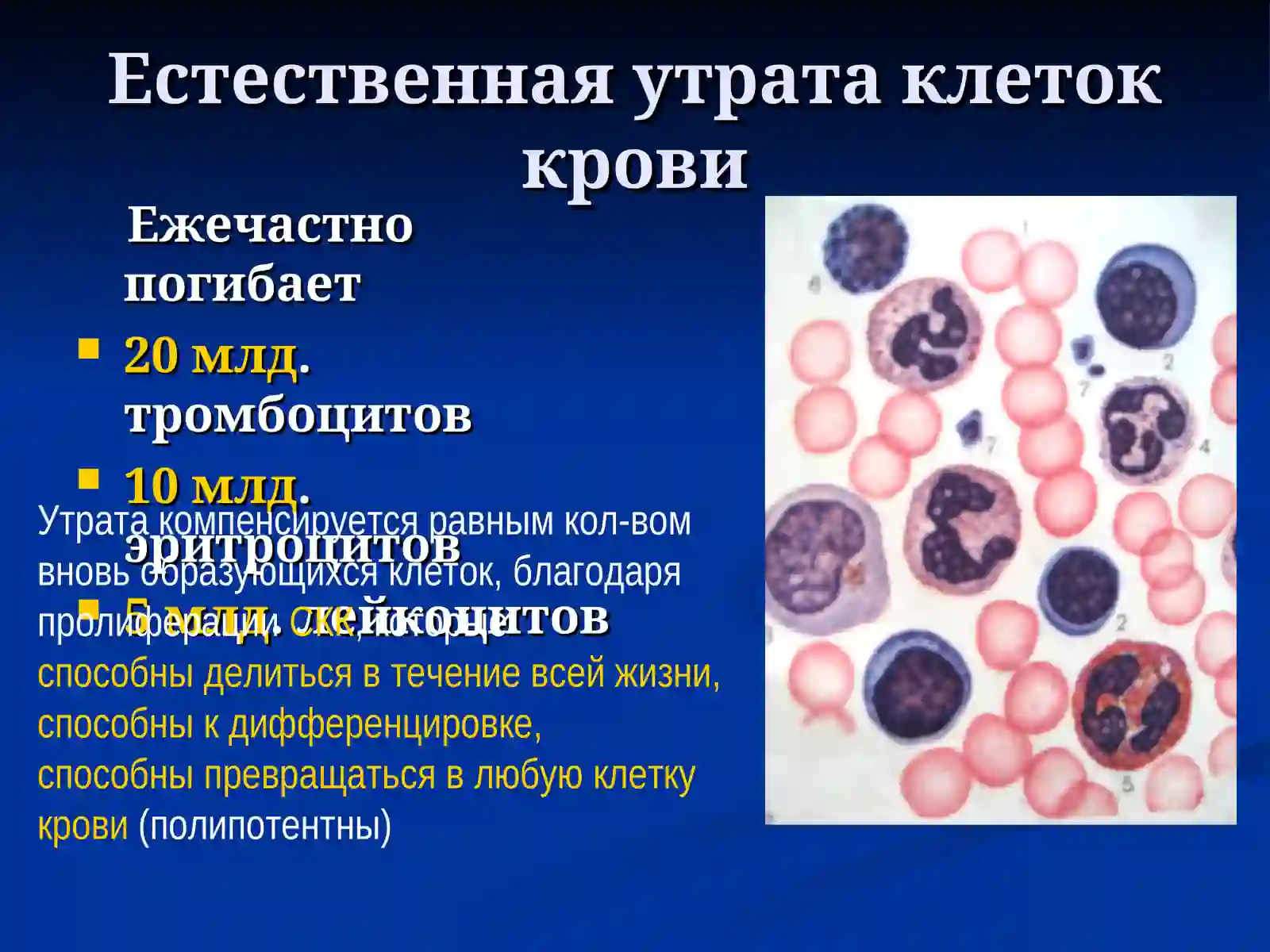 Гемопоэз 4